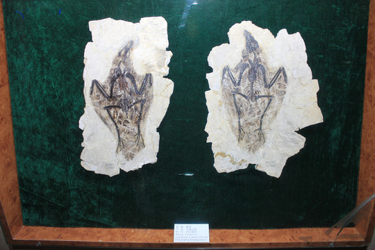 燕鸟化石