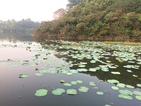 湿地公园