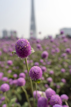 海心沙