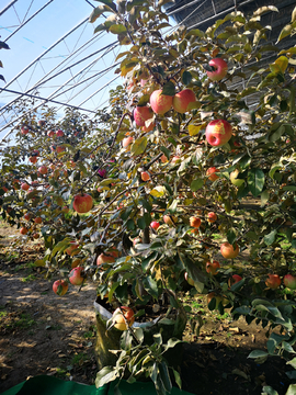 温室盆栽苹果