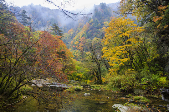 光霧山秋林18