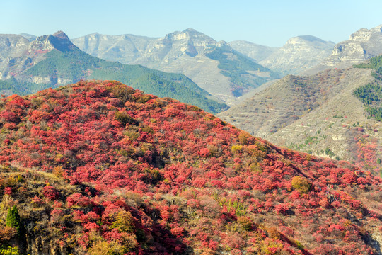 满山红叶