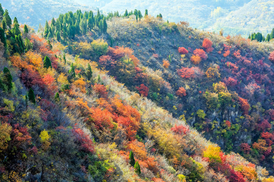 漫山红遍层林尽染