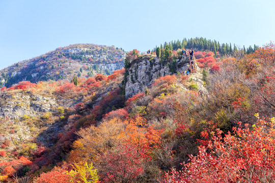 漫山红遍