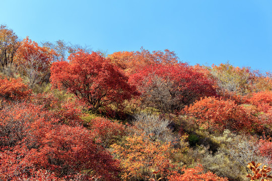 漫山红遍