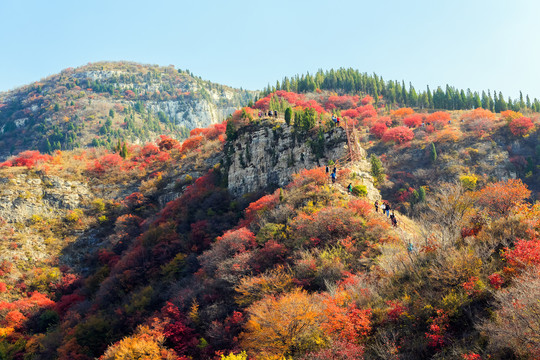 漫山红遍层林尽染