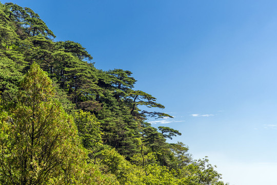 泰山松风