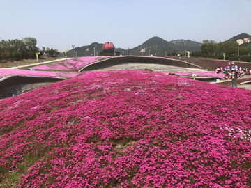 青岛世园会花海