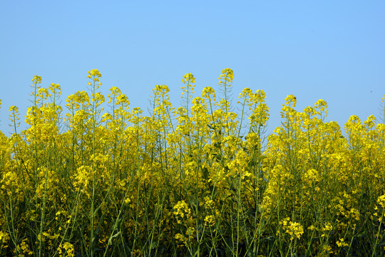 油菜花