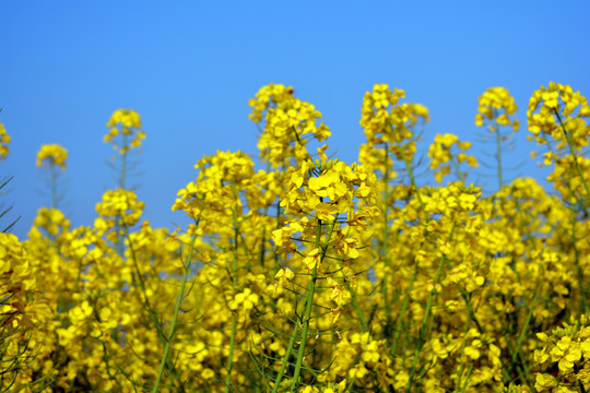 油菜花