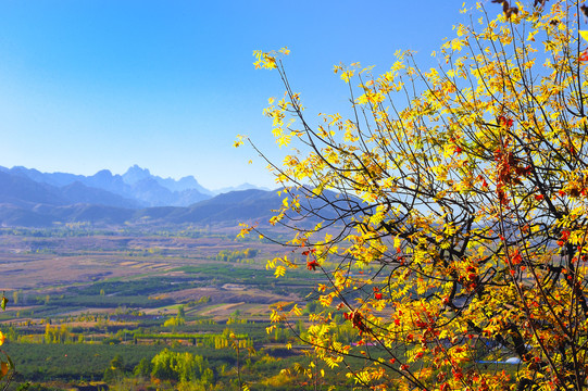 大泽山