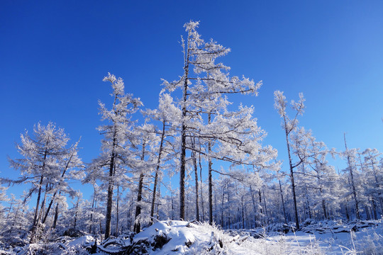 林海雪原树林雾凇