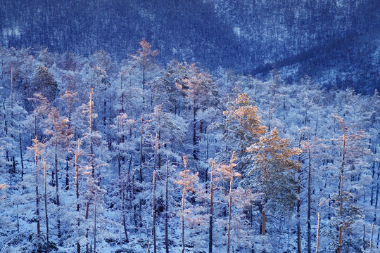 雪林暮色夕照