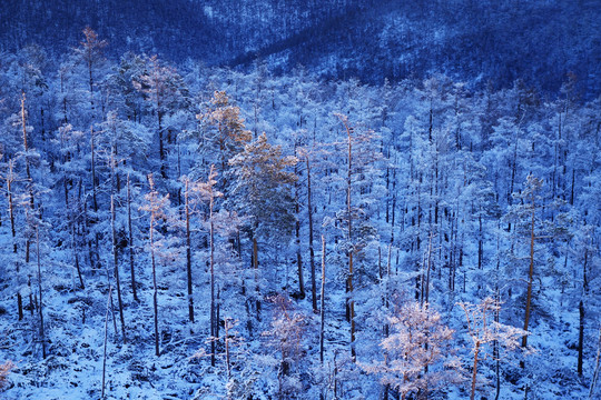 林海雪原树林雾凇