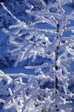 雪原树枝雾凇