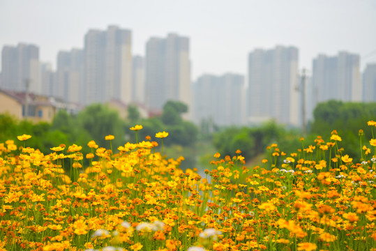 观赏菊花