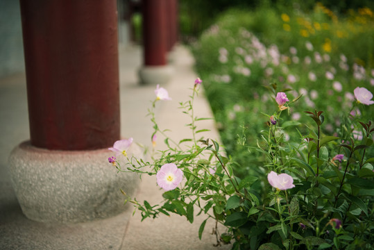 花花草草