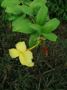 花草绿植