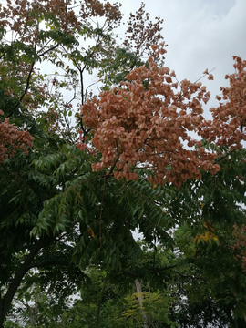 花草绿植