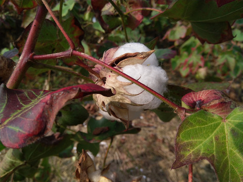 盛开的棉花采摘棉花天然的棉花