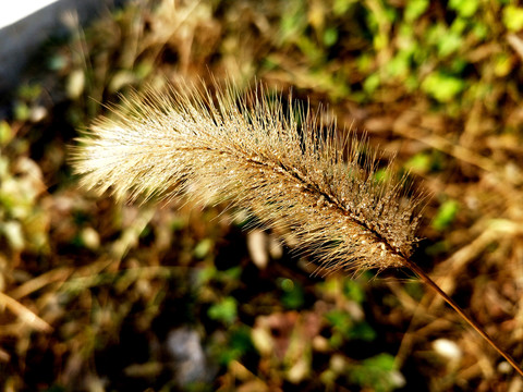 秋天的狗尾巴草