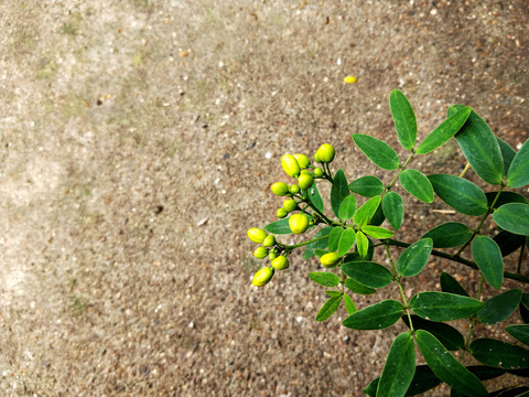 黄色花苞双荚决明