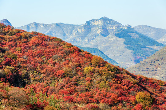 漫山红遍层林尽染