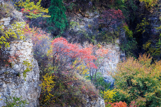 满山红叶