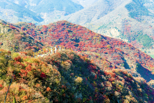 满山红叶