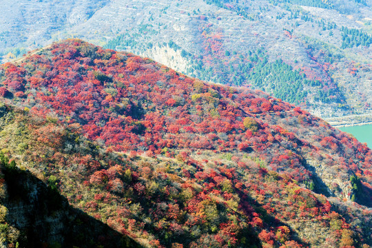 满山红叶