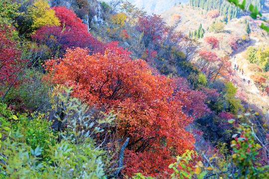 满山红叶