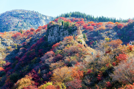 漫山红叶