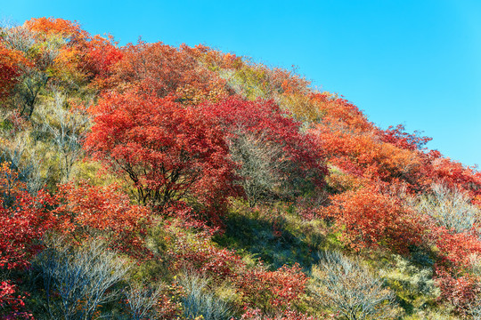 漫山红叶