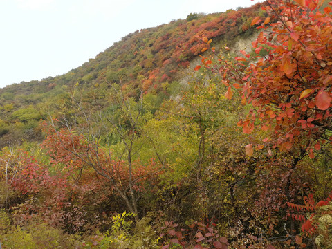 香山红叶