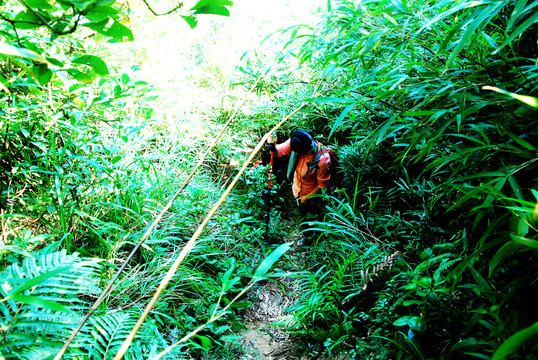 竹林登山者