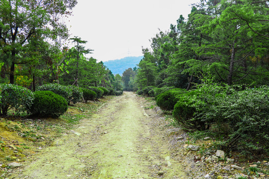 石子路树林