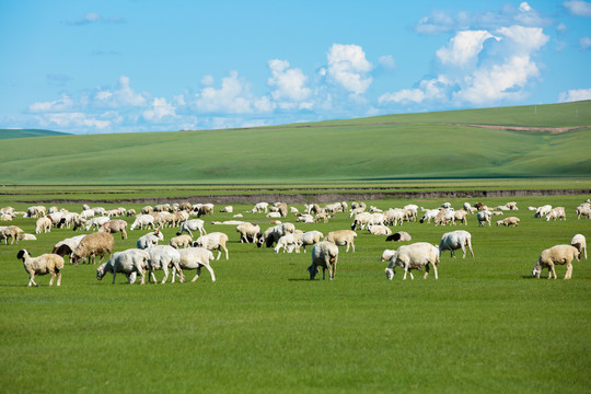 草原夏季羊群