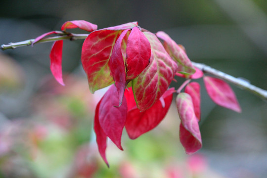 紅葉
