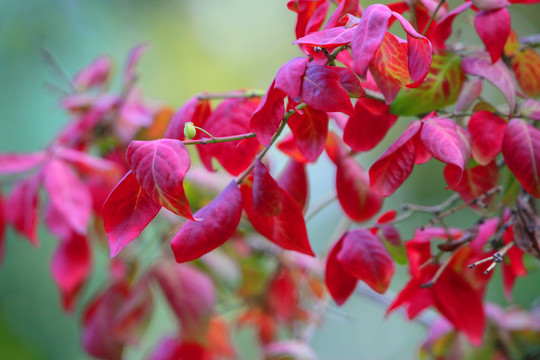 紅葉