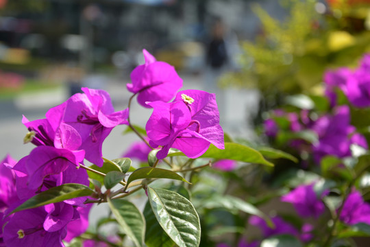 三角花