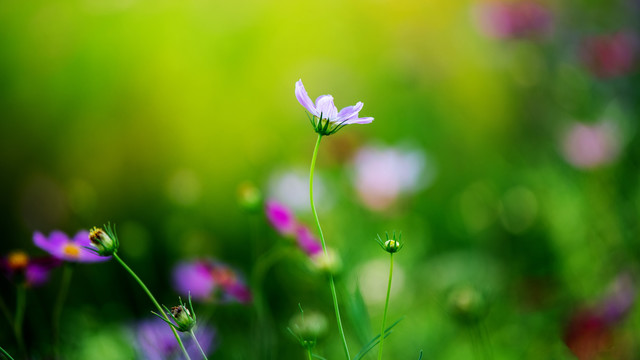 高清花朵背景图片