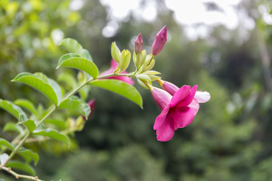 紫蝉花