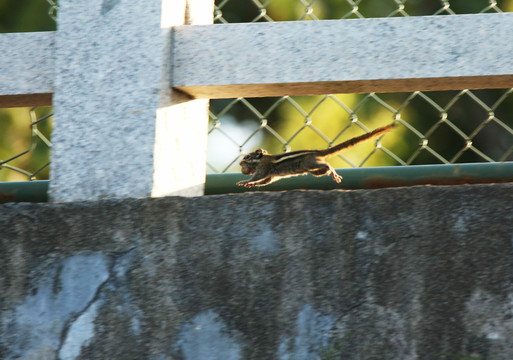 松鼠腾空跳跃