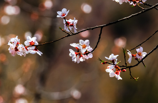 梅花