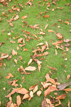 秋天枯黄的树叶