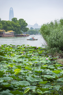 大明湖