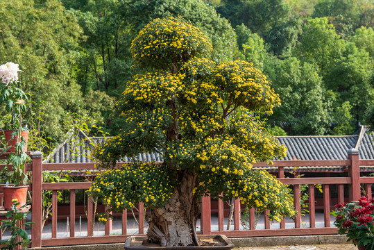 菊花造型