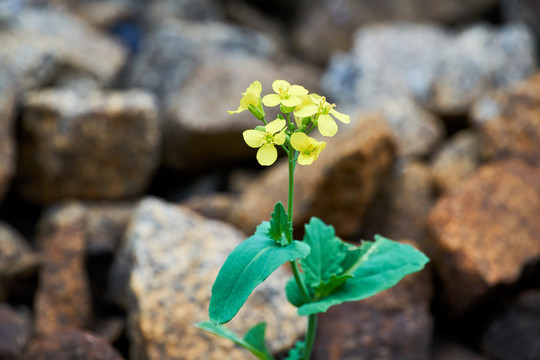 欧洲油菜