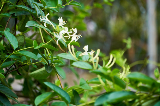 金银花