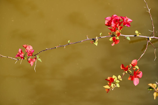 叶子花